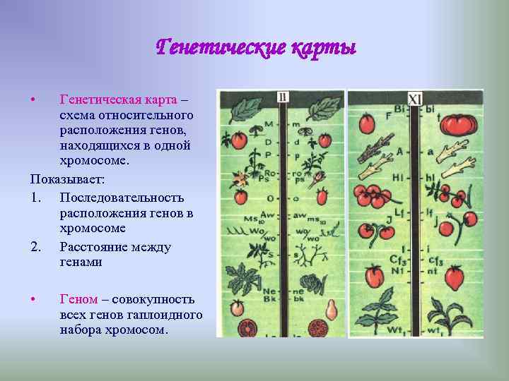 Генетические карты • Генетическая карта – схема относительного расположения генов, находящихся в одной хромосоме.