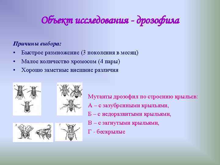 Объект исследования - дрозофила Причины выбора: • Быстрое размножение (3 поколения в месяц) •