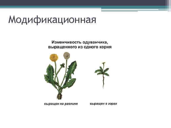 Модификационная 