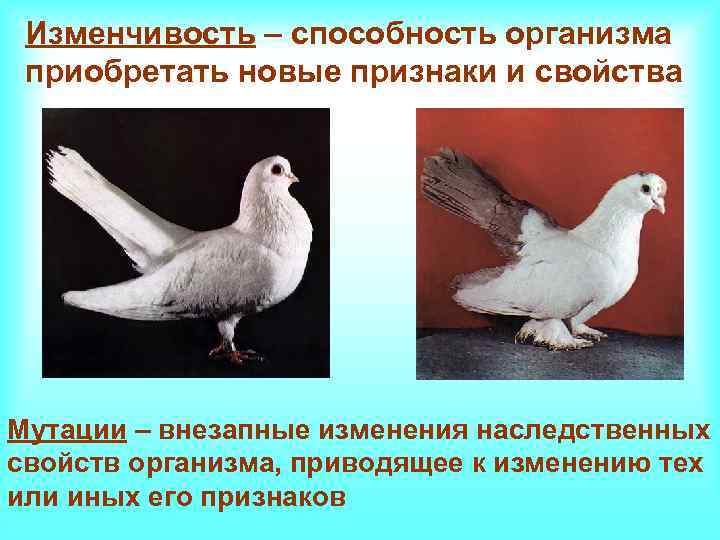 Изменчивость – способность организма приобретать новые признаки и свойства Мутации – внезапные изменения наследственных