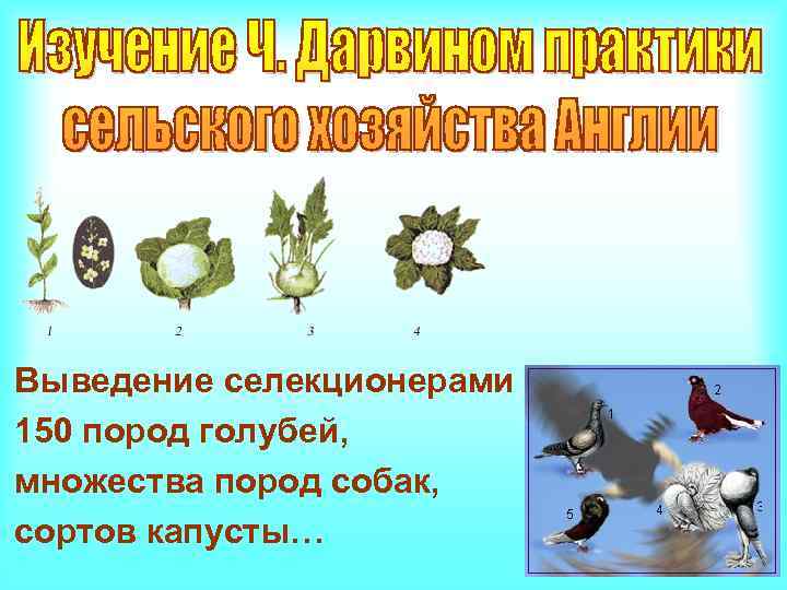Выведение селекционерами 150 пород голубей, множества пород собак, сортов капусты… 