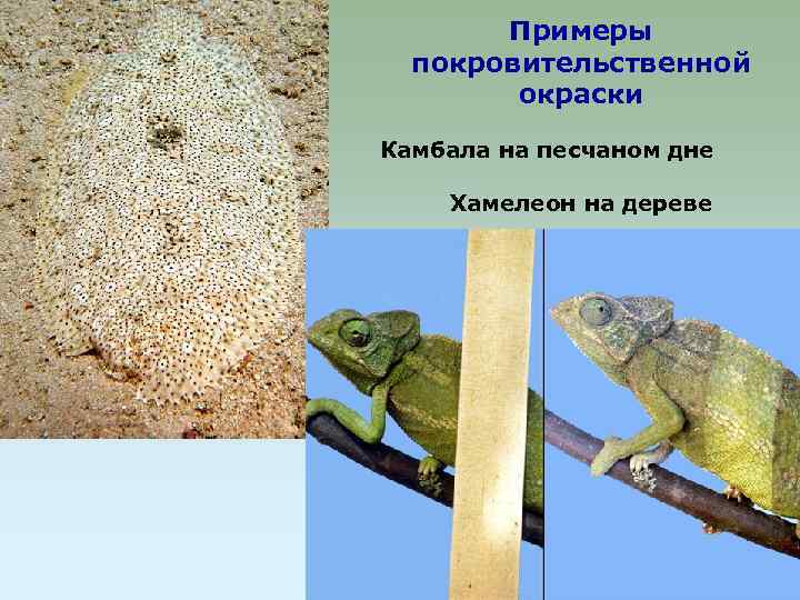 Примеры покровительственной окраски Камбала на песчаном дне Хамелеон на дереве 