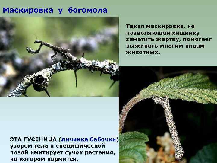 Маскировка у богомола Такая маскировка, не позволяющая хищнику заметить жертву, помогает выживать многим видам