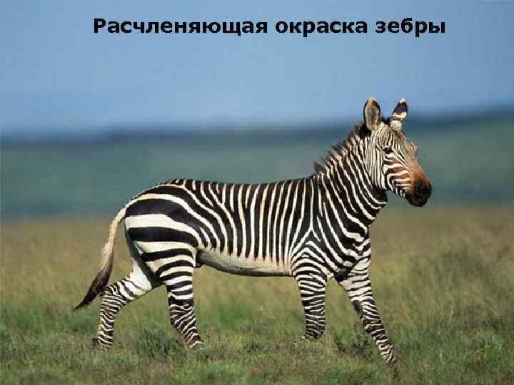 Расчленяющая окраска зебры 