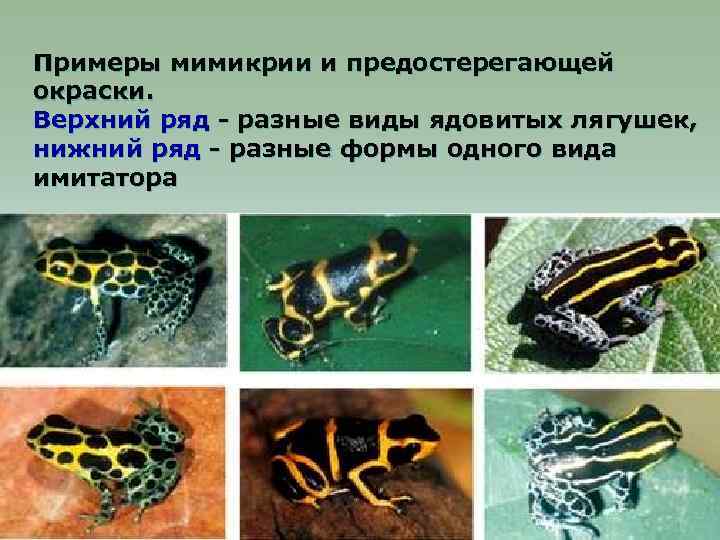 Примеры мимикрии и предостерегающей окраски. Верхний ряд - разные виды ядовитых лягушек, нижний ряд