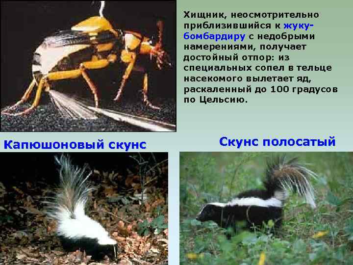 Хищник, неосмотрительно приблизившийся к жукубомбардиру с недобрыми намерениями, получает достойный отпор: из специальных сопел