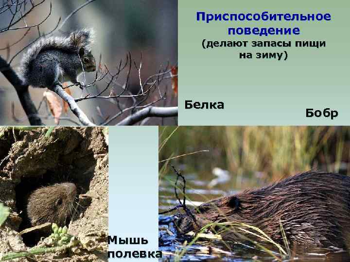 Приспособительное поведение (делают запасы пищи на зиму) Белка Мышь полевка Бобр 