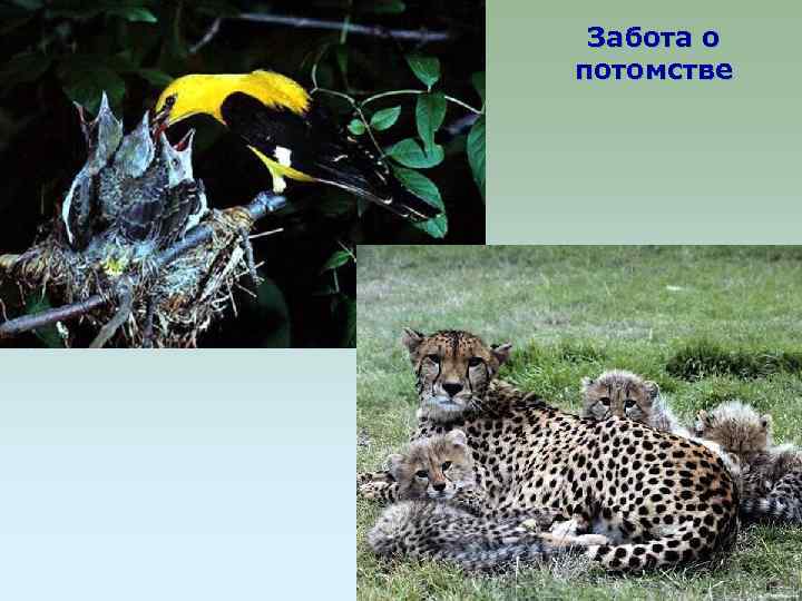 Забота о потомстве 