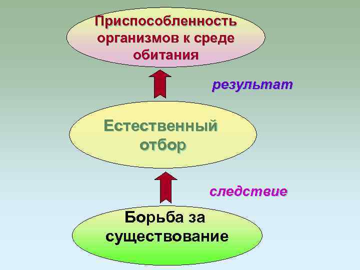 Приспособленность организмов к среде обитания результат Естественный отбор следствие Борьба за существование 