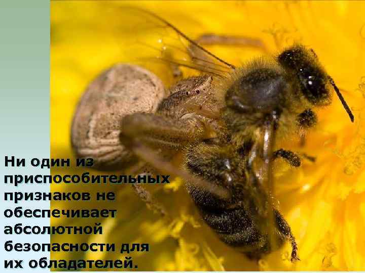 Ни один из приспособительных признаков не обеспечивает абсолютной безопасности для их обладателей. 