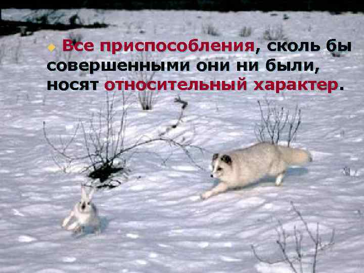 Все приспособления, сколь бы совершенными они ни были, носят относительный характер. u 