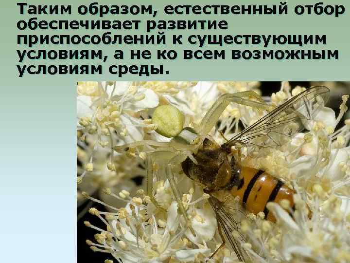 Таким образом, естественный отбор обеспечивает развитие приспособлений к существующим условиям, а не ко всем