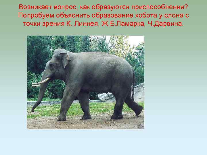 Возникновение хобота у слона можно объяснить. Образование хобота у слона это. Приспособление слона. Появление хобота у слона. Приспособленность слона.