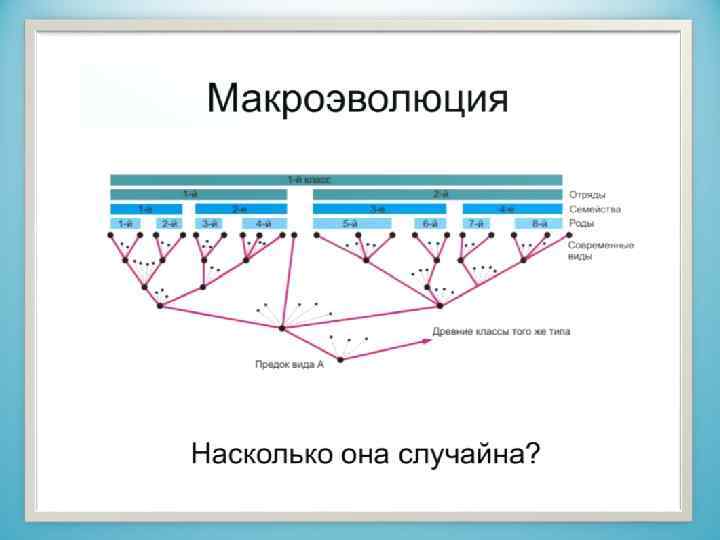 МАКРОЭВОЛЮЦИЯ – это совокупность эволюционных процессов, которые приводят к образованию надвидовых систематических категорий –