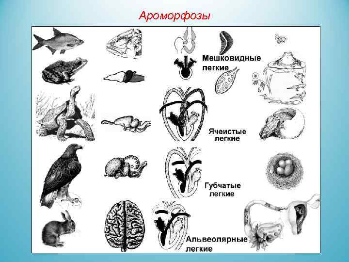 Ароморфозы 