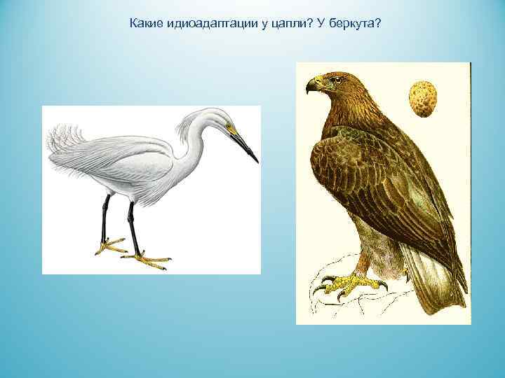 Какие идиоадаптации у цапли? У беркута? 