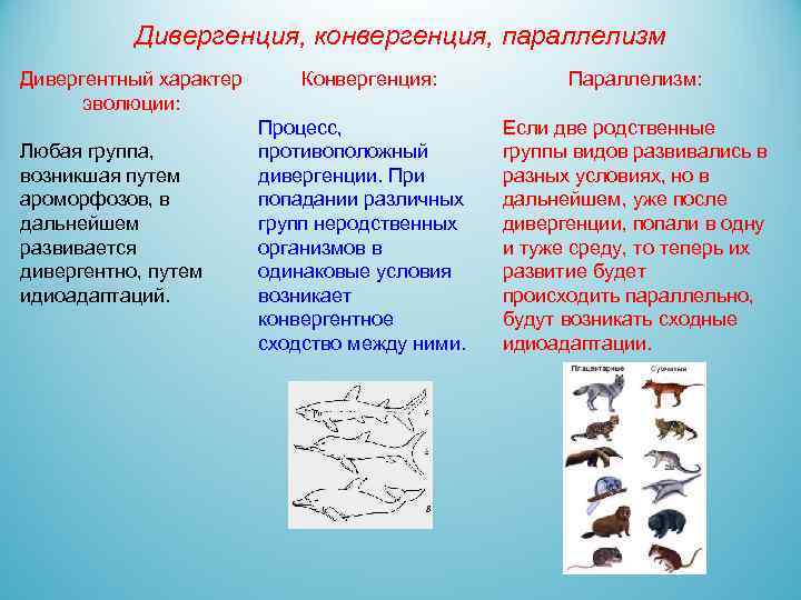 Дивергенция, конвергенция, параллелизм Дивергентный характер эволюции: Любая группа, возникшая путем ароморфозов, в дальнейшем развивается