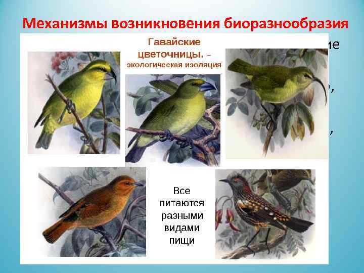 Механизмы возникновения биоразнообразия Адаптивная радиация – это возникновение сходных видов, приспособленных к различным условиям