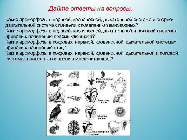 Дайте ответы на вопросы: Какие ароморфозы в нервной, кровеносной, дыхательной системе и опорнодвигательной системах
