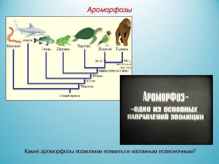 Ароморфозы Какие ароморфозы позволили появиться наземным позвоночным? 