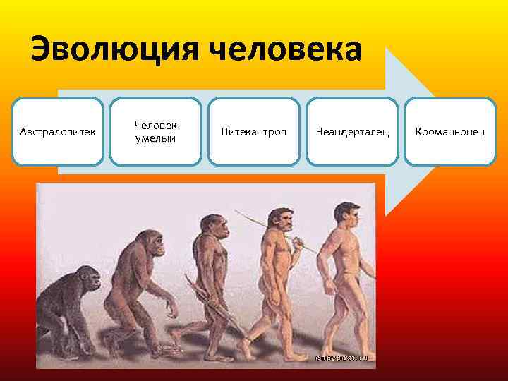 Эволюция человека Австралопитек Человек умелый Питекантроп Неандерталец Кроманьонец 