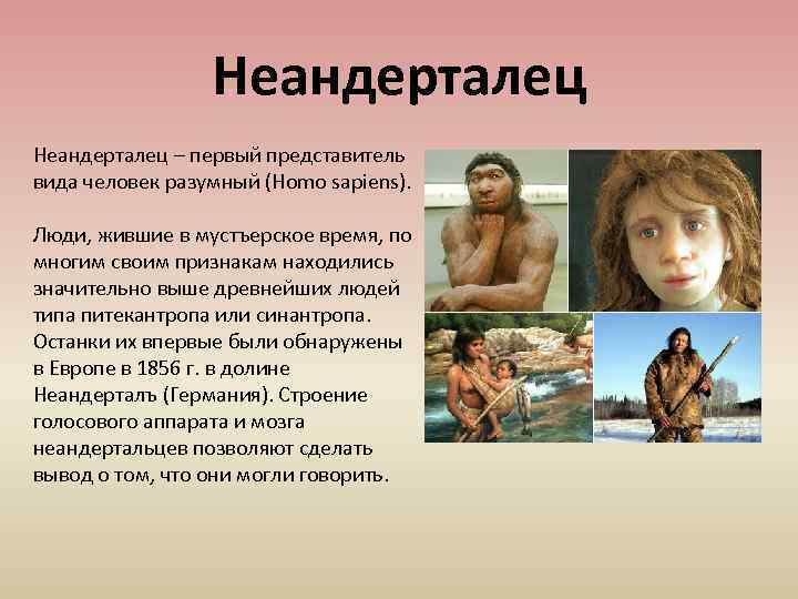 Неандерталец – первый представитель вида человек разумный (Homo sapiens). Люди, жившие в мустъерское время,