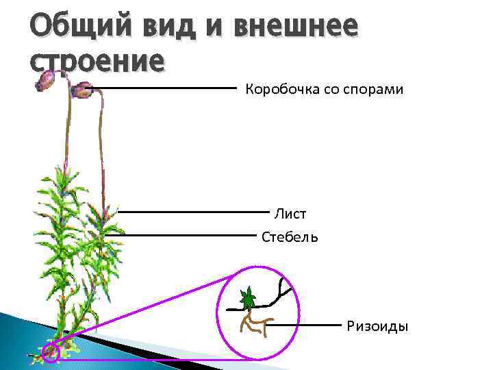 Общий вид и внешнее строение Коробочка со спорами Лист Стебель Ризоиды 