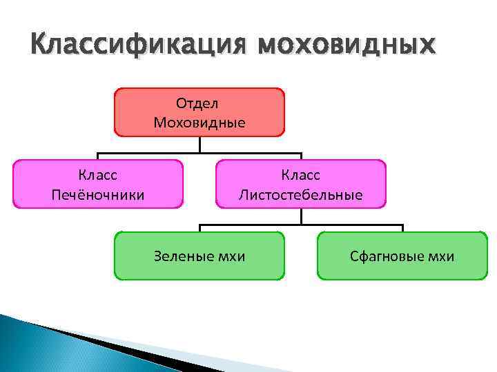 Классификация моховидных Отдел Моховидные Класс Печёночники Класс Листостебельные Зеленые мхи Сфагновые мхи 