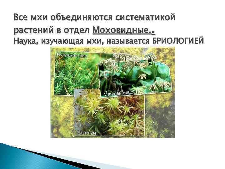 Все мхи объединяются систематикой растений в отдел Моховидные. . Наука, изучающая мхи, называется БРИОЛОГИЕЙ