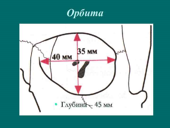 Орбита • Глубина – 45 мм 