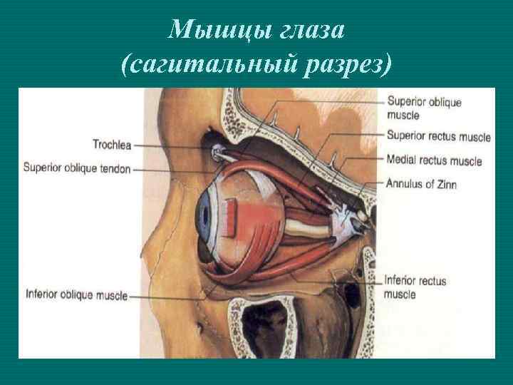 Мышцы глаза (сагитальный разрез) 