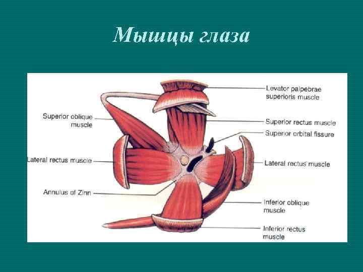 Мышцы глаза 