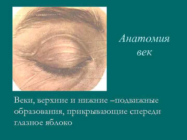 Анатомия век Веки, верхние и нижние –подвижные образования, прикрывающие спереди глазное яблоко 