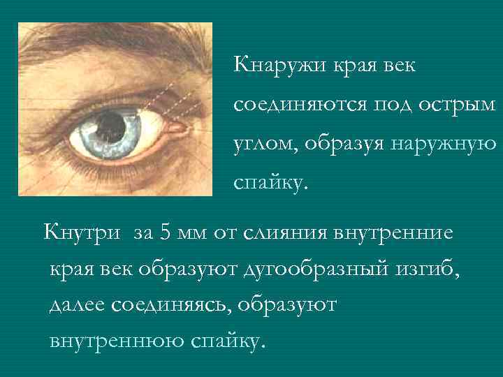 Кнаружи края век соединяются под острым углом, образуя наружную спайку. Кнутри за 5 мм