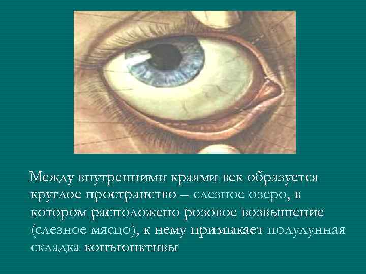 Между внутренними краями век образуется круглое пространство – слезное озеро, в котором расположено розовое