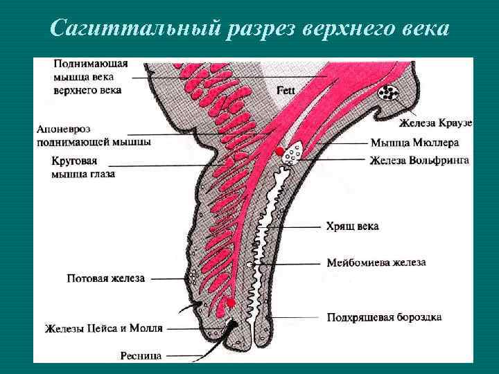 Сагиттальный разрез верхнего века 