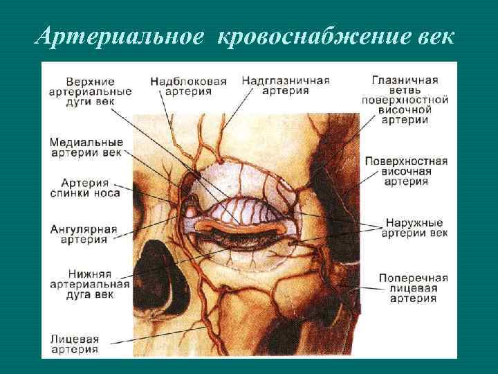 Артериальное кровоснабжение век 