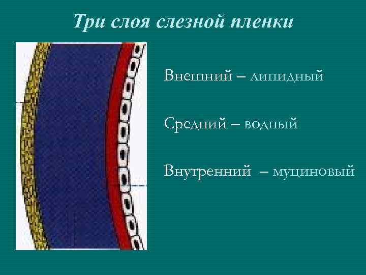 Три слоя слезной пленки Внешний – липидный Средний – водный Внутренний – муциновый 
