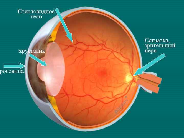 Стекловидное тело хрусталик роговица Сетчатка, зрительный нерв 