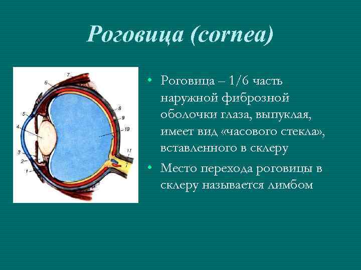 Роговица (cornea) • Роговица – 1/6 часть наружной фиброзной оболочки глаза, выпуклая, имеет вид