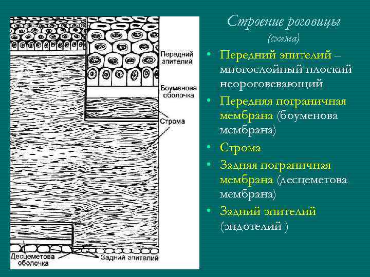 Схема строение роговицы