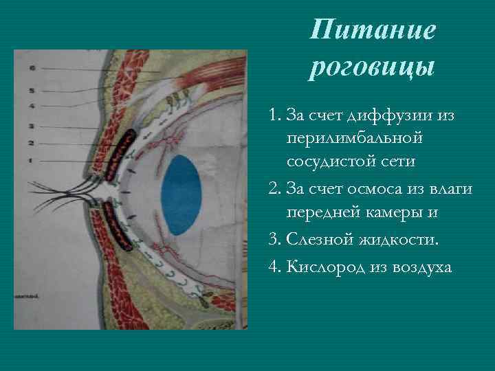 Питание роговицы 1. За счет диффузии из перилимбальной сосудистой сети 2. За счет осмоса