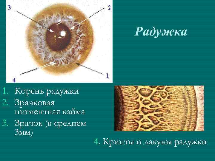 Радужка 1. Корень радужки 2. Зрачковая пигментная кайма 3. Зрачок (в среднем 3 мм)