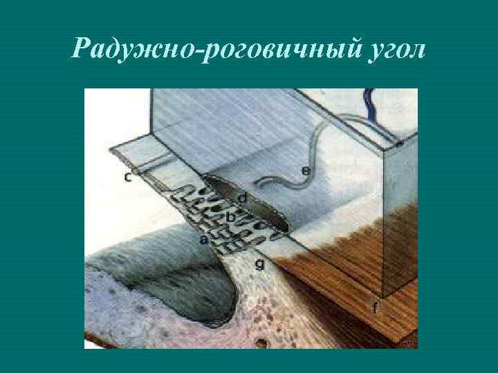 Радужно-роговичный угол 