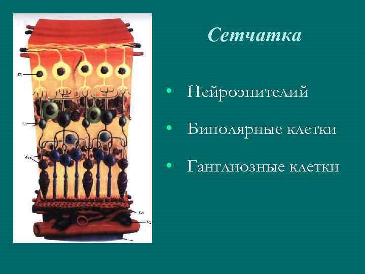 Сетчатка • Нейроэпителий • Биполярные клетки • Ганглиозные клетки 
