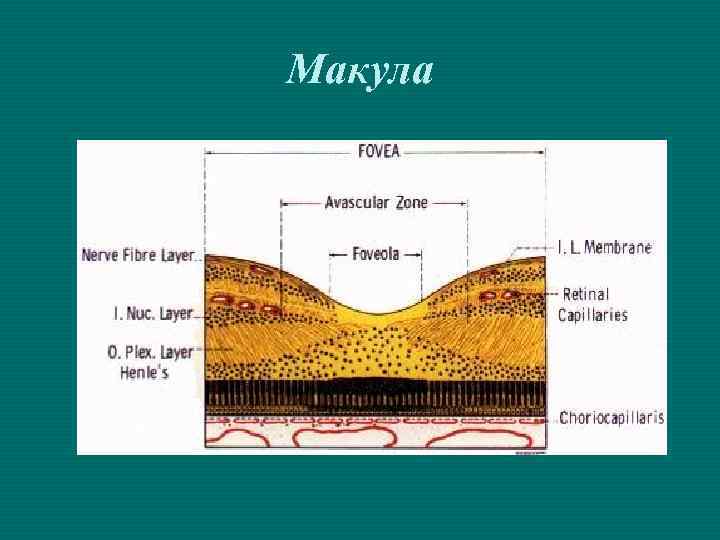 Макула 