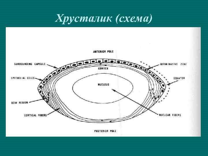Хрусталик (схема) 