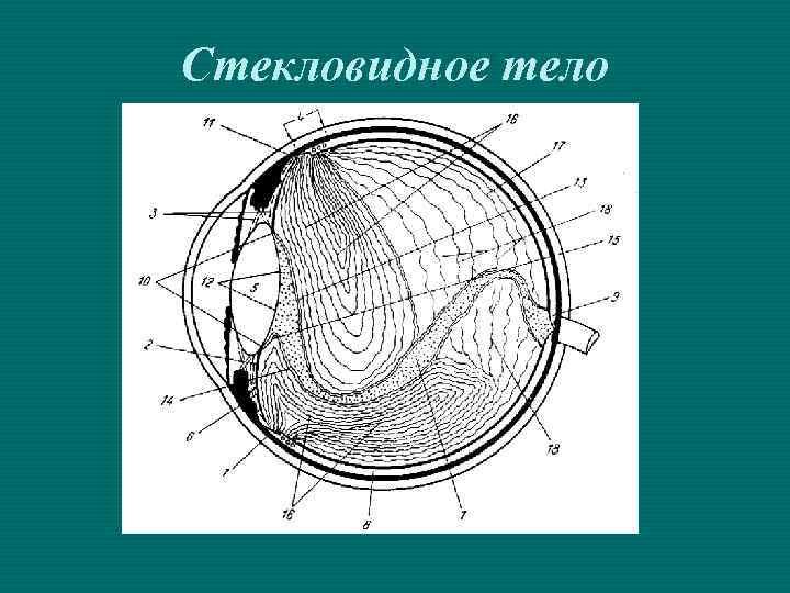 Стекловидное тело 