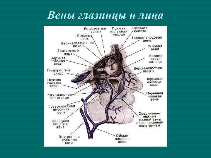 Вены глазницы и лица 