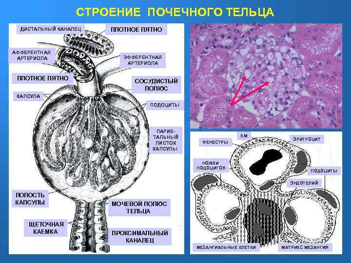 СТРОЕНИЕ ПОЧЕЧНОГО ТЕЛЬЦА ДИСТАЛЬНЫЙ КАНАЛЕЦ АФФЕРЕНТНАЯ АРТЕРИОЛА ПЛОТНОЕ ПЯТНО ЭФФЕРЕНТНАЯ АРТЕРИОЛА СОСУДИСТЫЙ ПОЛЮС КАПСУЛА